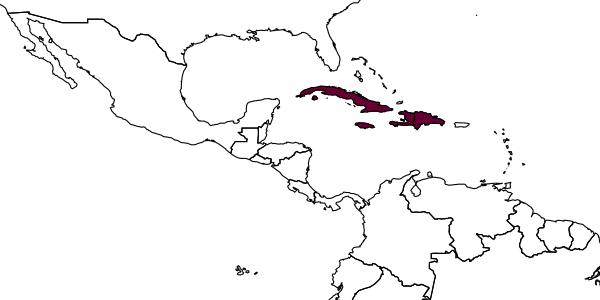 map of Pheidole jamaicensis     Wheeler, 1908